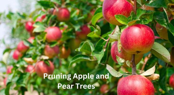 Pruning Apples