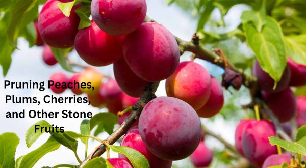 Pruning Peaches